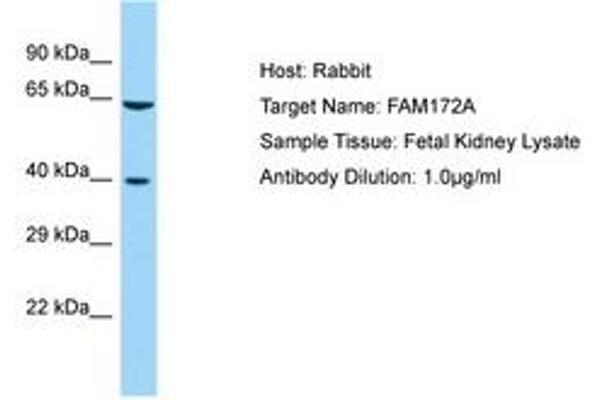 Fam172a Antikörper  (AA 170-219)