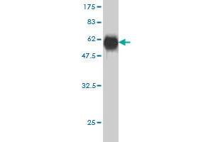 Western Blot detection against Immunogen (55. (CTDSP2 antibody  (AA 1-271))