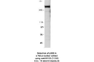 Image no. 1 for anti-E1A Binding Protein P300 (EP300) (AA 1572-2371) antibody (ABIN363282) (p300 antibody  (AA 1572-2371))