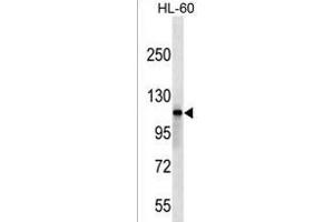 SIK2 Antibody (Center) (ABIN1538321 and ABIN2849628) western blot analysis in HL-60 cell line lysates (35 μg/lane). (SIK2 antibody  (AA 332-358))