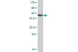 Western Blot detection against Immunogen (57. (FBXO6 antibody  (AA 1-293))