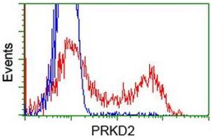 Image no. 1 for anti-Protein Kinase D2 (PKD2) antibody (ABIN1500411) (PKD2 antibody)
