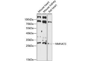 Western blot analysis of extracts of various cell lines, using NMN antibody (ABIN7268910) at 1:3000 dilution. (NMNAT3 antibody  (AA 1-215))