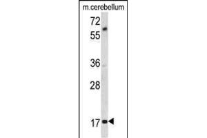 Western blot analysis of MOBP Antibody (N-term) (ABIN390900 and ABIN2841107) in mouse cerebellum tissue lysates (35 μg/lane). (MOBP antibody  (N-Term))