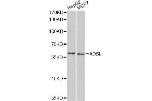 Western blot analysis of extracts of various cell lines, using ADSL antibody. (Adenylosuccinate Lyase antibody)