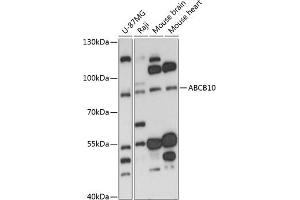 Western blot analysis of extracts of various cell lines, using  antibody (ABIN6129849, ABIN6136345, ABIN6136346 and ABIN6217907) at 1:3000 dilution. (ABCB10 antibody  (AA 230-300))