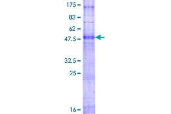 PIGC Protein (AA 1-297) (GST tag)