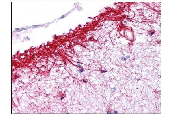 NLRP14 antibody  (N-Term)