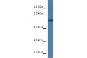 WB Suggested Anti-Uap1 Antibody   Titration: 1. (UAP1 antibody  (C-Term))