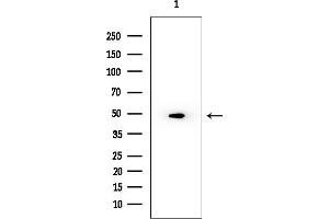 anti-Vacuolar Protein Sorting 37 Homolog A (VPS37A) (N-Term) antibody