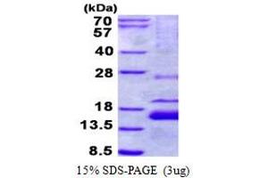 Image no. 1 for X Antigen Family, Member 1A (XAGE1A) protein (His tag) (ABIN1098424)