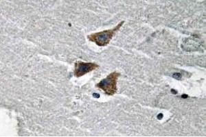Immunohistochemistry (IHC) analyzes of uPA antibody in paraffin-embedded human brain tissue. (PLAU antibody)