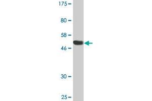 Western Blot detection against Immunogen (51. (RGS18 antibody  (AA 1-235))