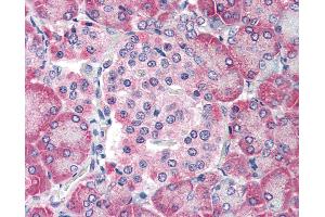 Anti-TM9SF4 antibody IHC of human pancreas. (TM9SF4 antibody  (N-Term))