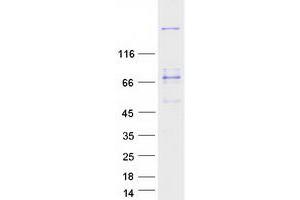 Validation with Western Blot (MYH3 Protein (Myc-DYKDDDDK Tag))