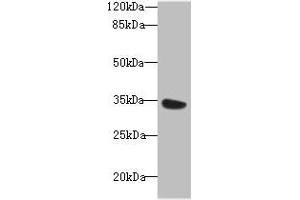 Western blot All lanes: MIOX antibody at 6 μg/mL + Mouse kidney tissue Secondary Goat polyclonal to rabbit IgG at 1/10000 dilution Predicted band size: 34, 25 kDa Observed band size: 34 kDa (MIOX antibody  (AA 1-285))