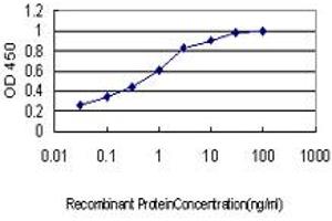 Detection limit for recombinant GST tagged KSR1 is approximately 0. (KSR1 antibody  (AA 301-400))