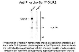 Image no. 1 for anti-Glutamate Receptor, Ionotropic, AMPA 2 (GRIA2) (pSer880) antibody (ABIN956761) (GRIA2 antibody  (pSer880))