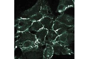 Immunofluorescent staining of 293 cells with anti-N-Cadherin. (N-Cadherin antibody  (AA 802-819))