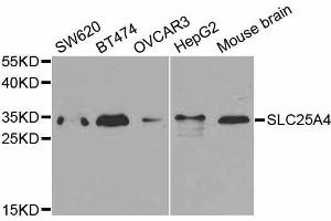 Western blot analysis of extracts of various cell lines, using SLC25A4 antibody.