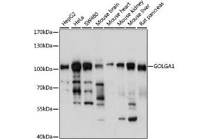Western blot analysis of extracts of various cell lines, using GOLG antibody (4688) at 1:1000 dilution. (GOLGA1 antibody  (AA 1-300))