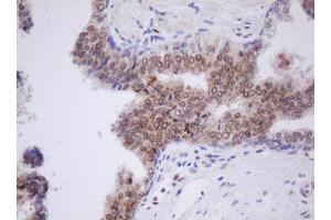 Image no. 4 for anti-Transducin-Like Enhancer of Split 1 (E(sp1) Homolog, Drosophila) (TLE1) (AA 180-460) antibody (ABIN1491051) (TLE1 antibody  (AA 180-460))