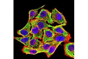 Immunofluorescence (IF) image for anti-Protein tyrosine Phosphatase, Receptor Type, C (PTPRC) (AA 378-577) antibody (ABIN7193646)