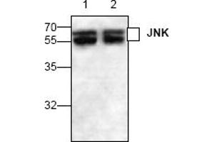 Image no. 1 for anti-Mitogen-Activated Protein Kinase 8 (MAPK8) (C-Term) antibody (ABIN127312)