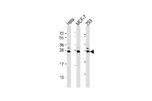 Western Blot at 1:2000 dilution Lane 1: Hela whole cell lysate Lane 2: MCF-7 whole cell lysate Lane 3: 293 whole cell lysate Lysates/proteins at 20 ug per lane. (KDELR1 antibody  (C-Term))