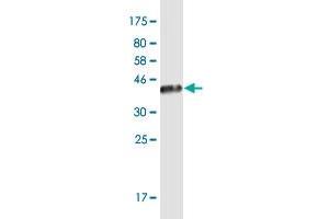 Western Blot detection against Immunogen (36. (JSRP1 antibody  (AA 1-100))