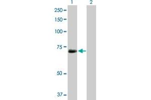 Western Blot analysis of KPNA1 expression in transfected 293T cell line by KPNA1 MaxPab rabbit polyclonal antibody. (KPNA1 antibody  (AA 1-538))