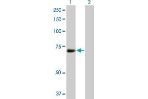 Western Blot analysis of KPNA1 expression in transfected 293T cell line by KPNA1 MaxPab rabbit polyclonal antibody.