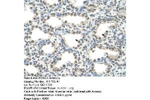 Human Lung (FOXQ1 antibody  (N-Term))