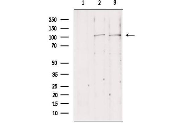 NLRX1 antibody  (Internal Region)