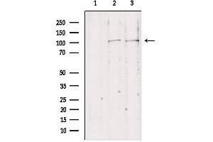 Western blot analysis of extracts from various samples, using NLRX1 antibody. (NLRX1 antibody  (Internal Region))