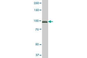 FBLN1 MaxPab polyclonal antibody. (Fibulin 1 antibody  (AA 1-683))