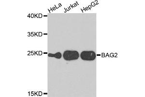 Western blot analysis of extracts of various cell lines, using BAG2 antibody. (BAG2 antibody)