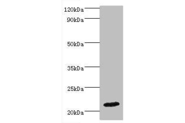 IFNA4 anticorps  (AA 24-189)