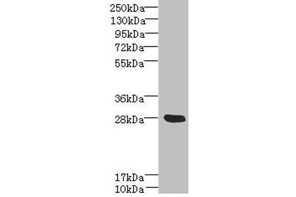 YIPF5 Antikörper  (AA 1-124)