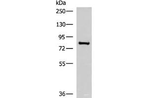 Western blot analysis of RAW264. (NPHP1 antibody)