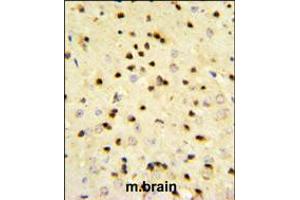 EBP1 Antibody IHC analysis in formalin fixed and paraffin embedded mouse brain tissue followed by peroxidase conjugation of the secondary antibody and DAB staining. (PA2G4 antibody  (AA 228-255))