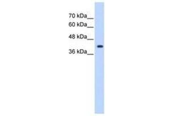 ST6GALNAC5 Antikörper  (AA 201-250)