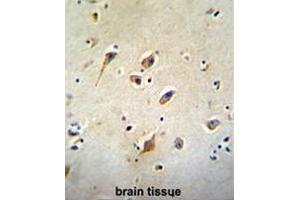 GOT1L1 Antibody (C-term) immunohistochemistry analysis in formalin fixed and paraffin embedded human brain tissue followed by peroxidase conjugation of the secondary antibody and DAB staining. (GOT1L1 antibody  (C-Term))