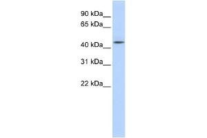 WB Suggested Anti-AHCY Antibody Titration: 0.