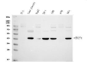 Western blot analysis of PD-L1 using anti-PD-L1 antibody (ABIN3043392). (PD-L1 antibody  (AA 45-290))