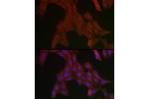 Immunofluorescence analysis of PC-12 cells using SHP2 Rabbit pAb (ABIN3016706, ABIN3016707, ABIN3016708 and ABIN6219822) at dilution of 1:200 (40x lens). (PTPN11 antibody  (AA 514-593))