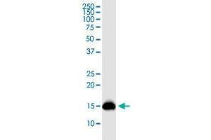 PLP2 monoclonal antibody (M01), clone 2G7. (PLP2 antibody  (AA 1-152))