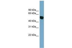 Image no. 1 for anti-Solute Carrier Family 38, Member 5 (Slc38a5) (AA 107-156) antibody (ABIN6743233) (Slc38a5 antibody  (AA 107-156))