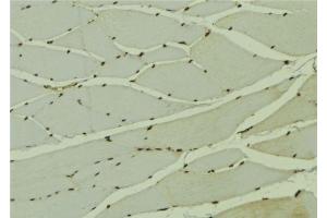 ABIN6278597 at 1/100 staining Mouse muscle tissue by IHC-P. (NOL8 antibody  (C-Term))