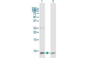 Western Blot analysis of CCL3 expression in transfected 293T cell line by CCL3 MaxPab polyclonal antibody. (CCL3 antibody  (AA 1-92))